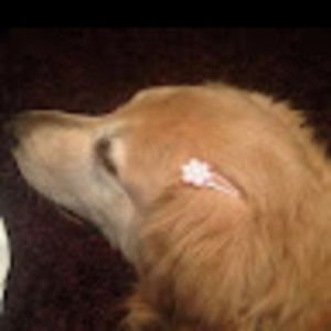 Meet your Posher, Astrid